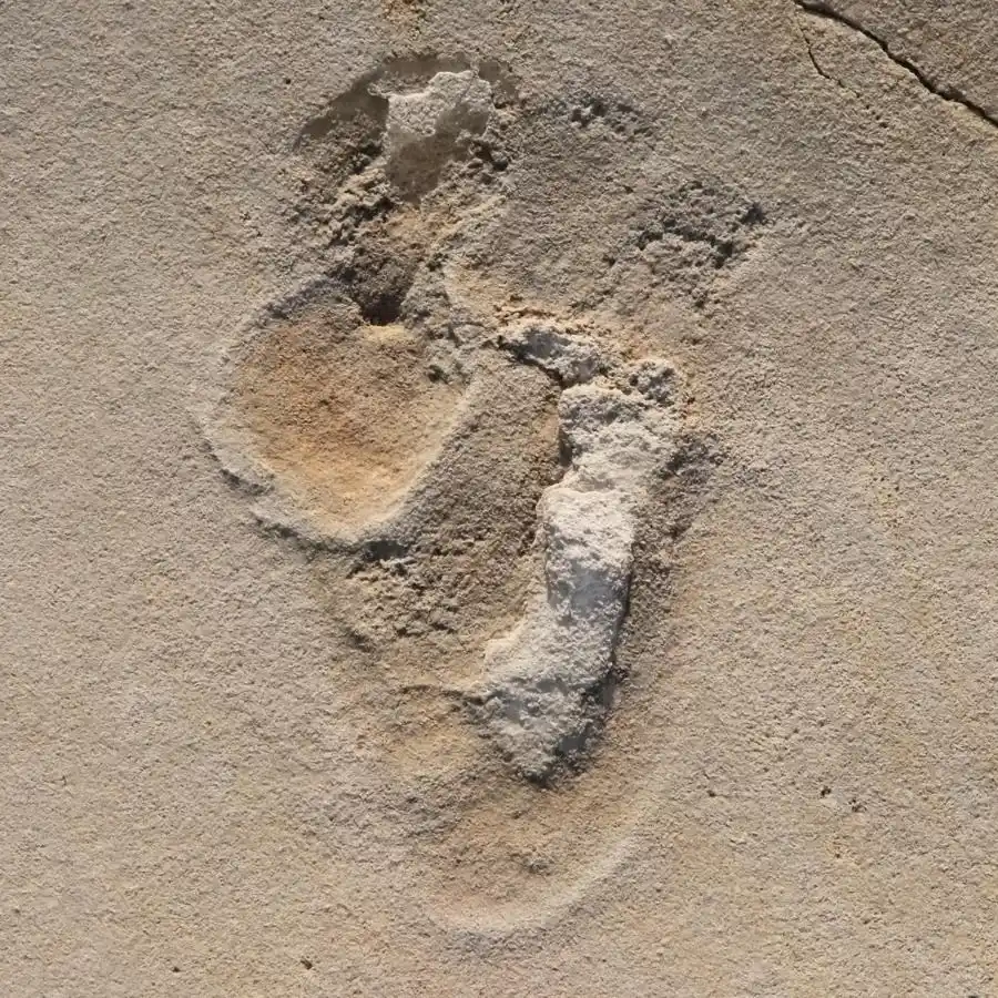 One Of More Than 50 Fossilized Footprints Discovered Near Trachilos, Crete