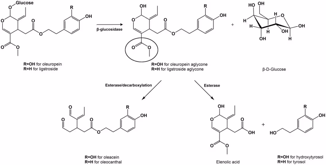 FIGURE 1: The pathway from oleuropein and ligstroside to their respective aglycones, and then to their secoiridoid derivatives by endogenous enzymatic hydrolysis and decarboxylation. The methyl ester has been circled on the aglycone to show which group is hydrolysed prior to decarboxylation to produce oleacein and oleocanthal.
