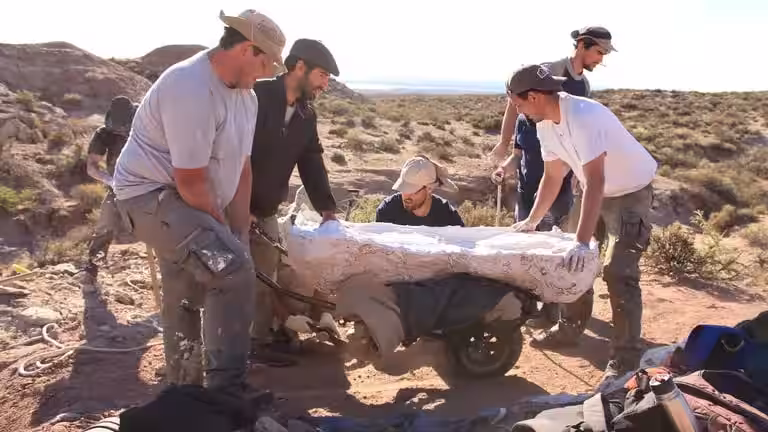 Excavators Lift The Enormous Chucarosaurus Diripienda Fossil, Carefully Encased In A Protective Plaster Cast.