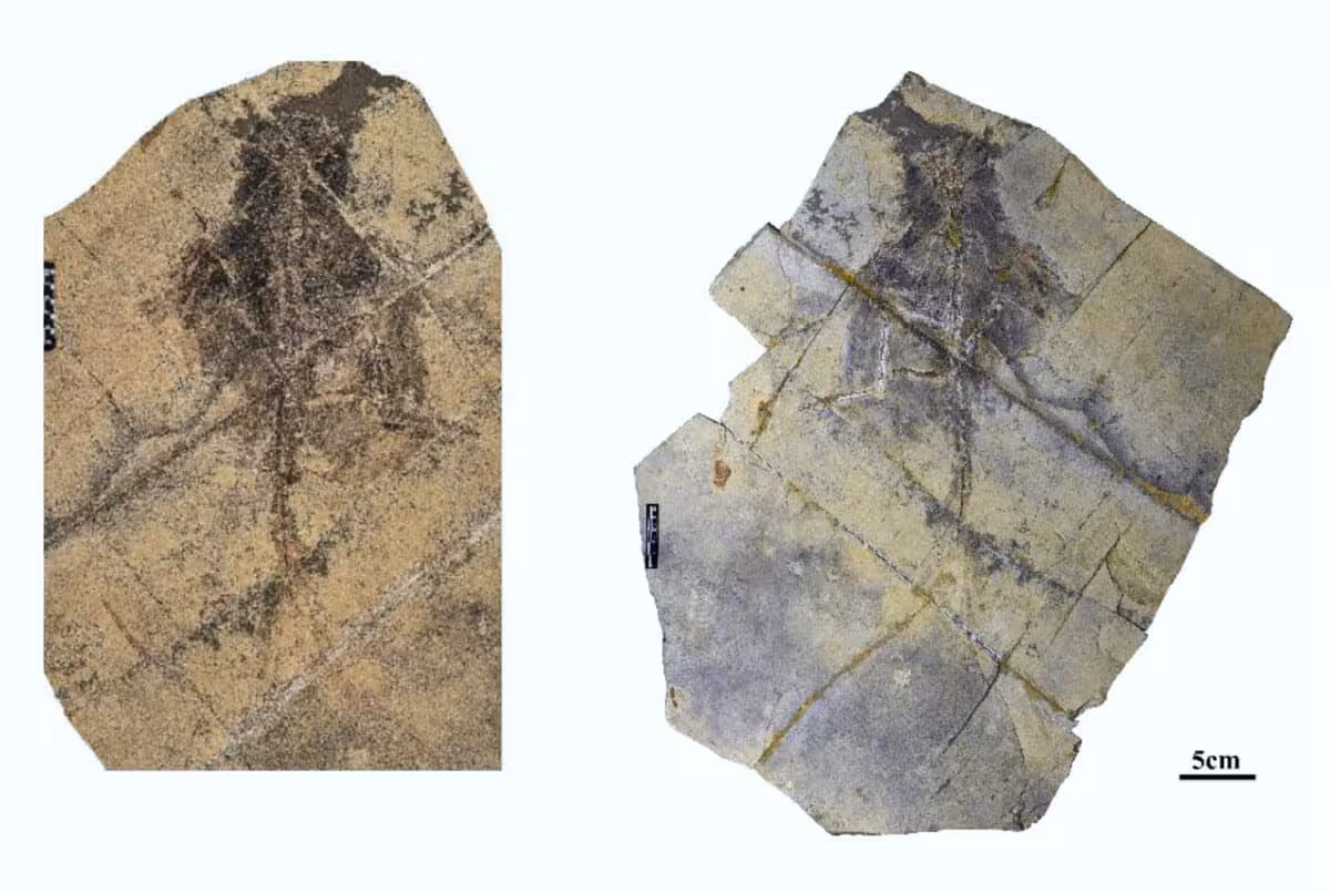 Holotype Specimen Of Changzhousaurus sinensis Preserved On Slab And Counterslab