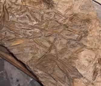 Detailed Close Up Of The Fossil Surface