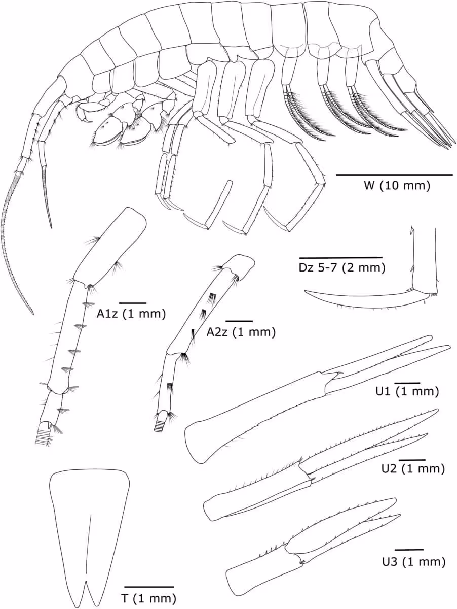 Scientific Illustration Of Dulcibella Camanchaca