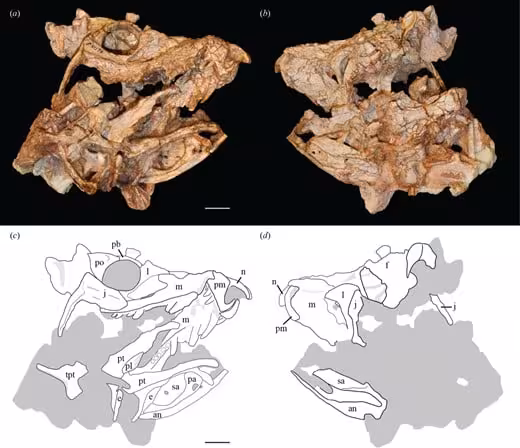 Anatomical Details Of The Eosphorosuchus Lacrimosa Skull.