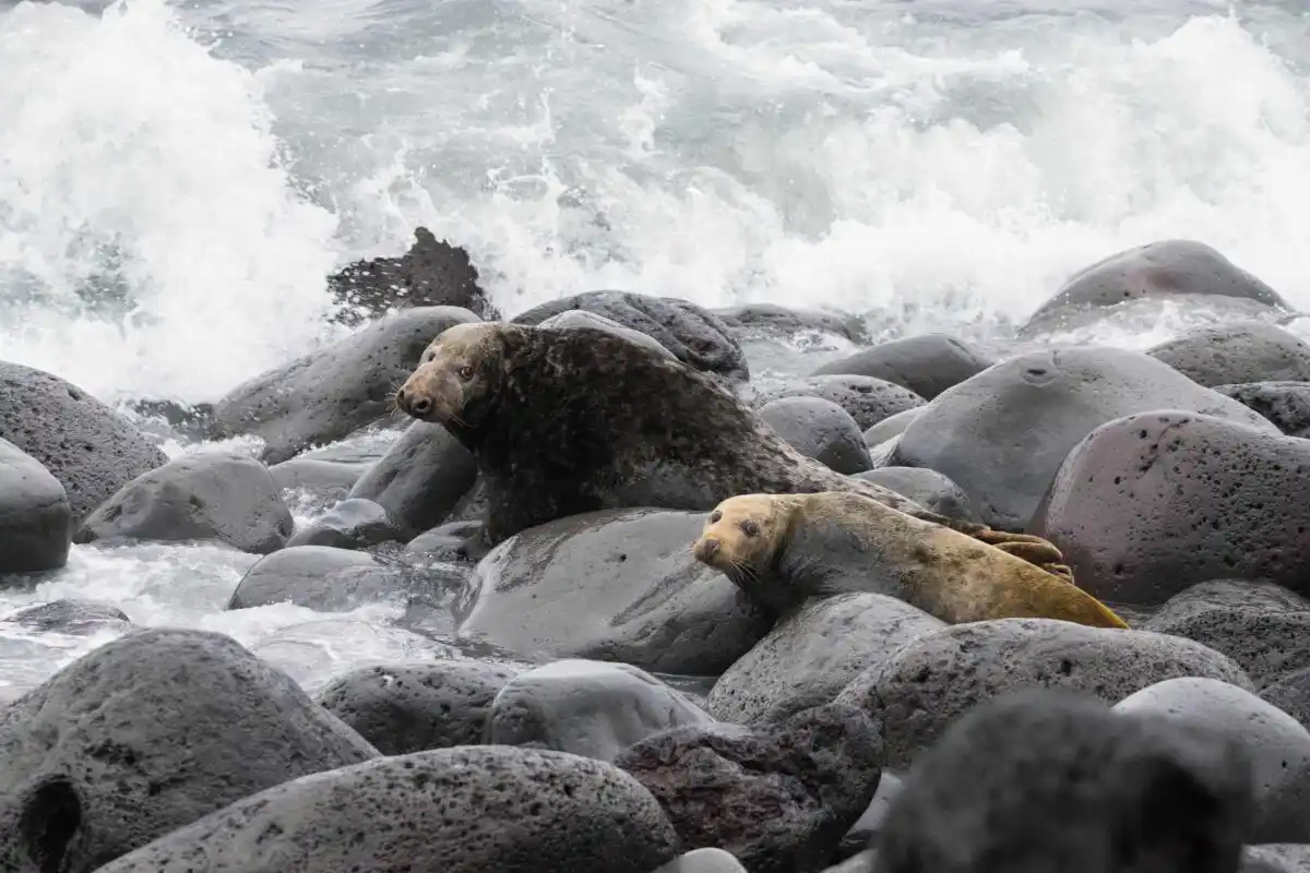 Grey Seals Use Surtsey To Rest, Breed And Moult
