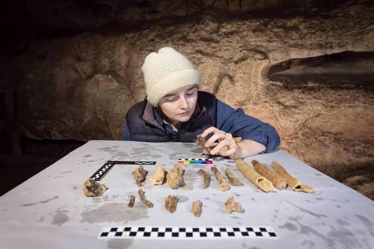 Meg Walker Examines Animal Bones Recovered From Underwater Caves In South Australia.