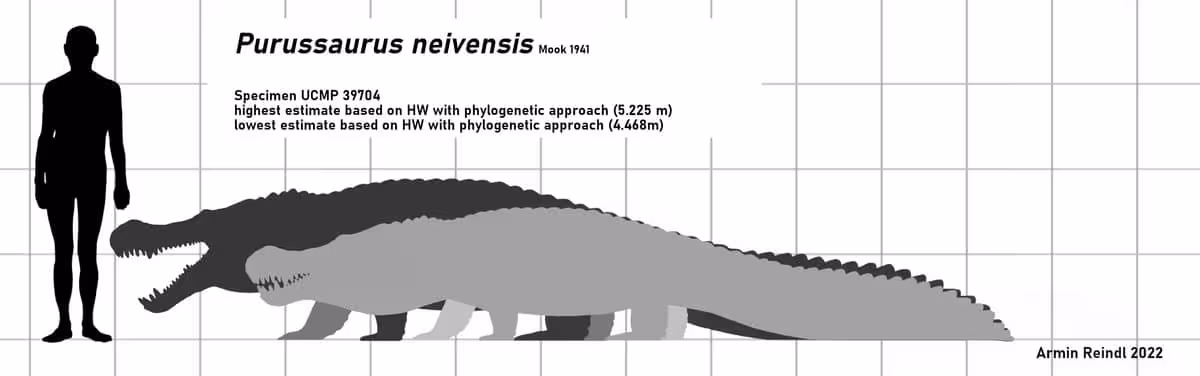 A Human Silhouette Compared With Purussaurus Neivensis