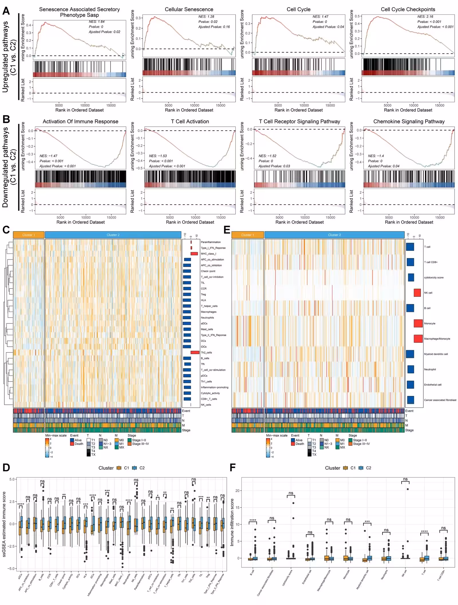 Figure 2: Investigation of biological functions and immune infiltration in distinct senescence-associated secretory phenotype (SASP) subtypes of lung adenocarcinoma (LUAD). (A) Gene Set Enrichment Analysis (GSEA) demonstrates significant activation of biological processes related to SASP, cellular senescence, and the cell cycle in Cluster 1 relative to Cluster 2 among LUAD patients. (B) GSEA reveals significant impairment in processes associated with T cell activation and antitumor immunity in Cluster 1 compared to Cluster 2. (C–D) A clustering heatmap and statistical analysis chart utilizing single-sample GSEA (ssGSEA) estimate immune cell infiltration and immune function across Cluster 1 and Cluster 2 in LUAD patients. (E–F) A clustering heatmap and statistical analysis chart using the MCPcounter algorithm evaluate immune cell infiltration and immune functions within the LUAD subtypes.