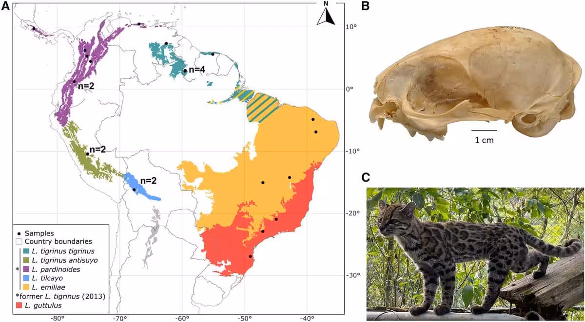 Distribution And Morphology Of Tiger Cat Lineages Across South America.