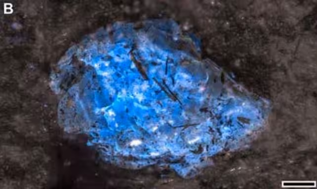 World's Oldest Amber Comes From a World 150 Million Years Before Dinosaurs