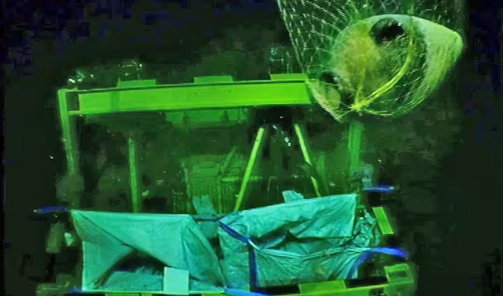 The Jug Being Removed By A Robot From The Water At A Depth Of 1.8 Km
