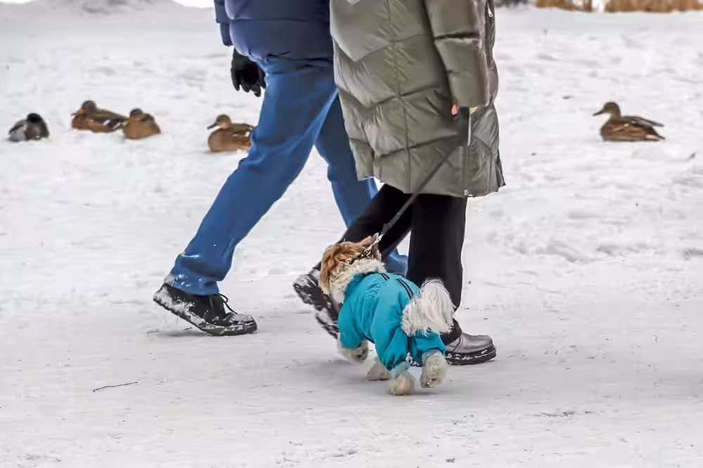 A,dog,walks,with,his,owners,in,the,park,on