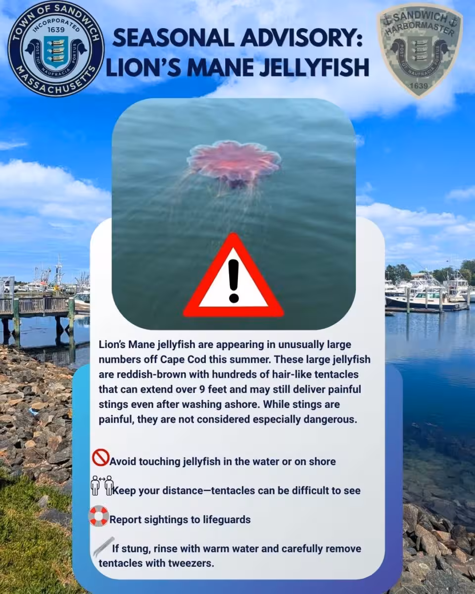 Sandwich Officials Warn Beachgoers About Unusual Numbers Of Lion’s Mane Jellyfish Near Cape Cod.