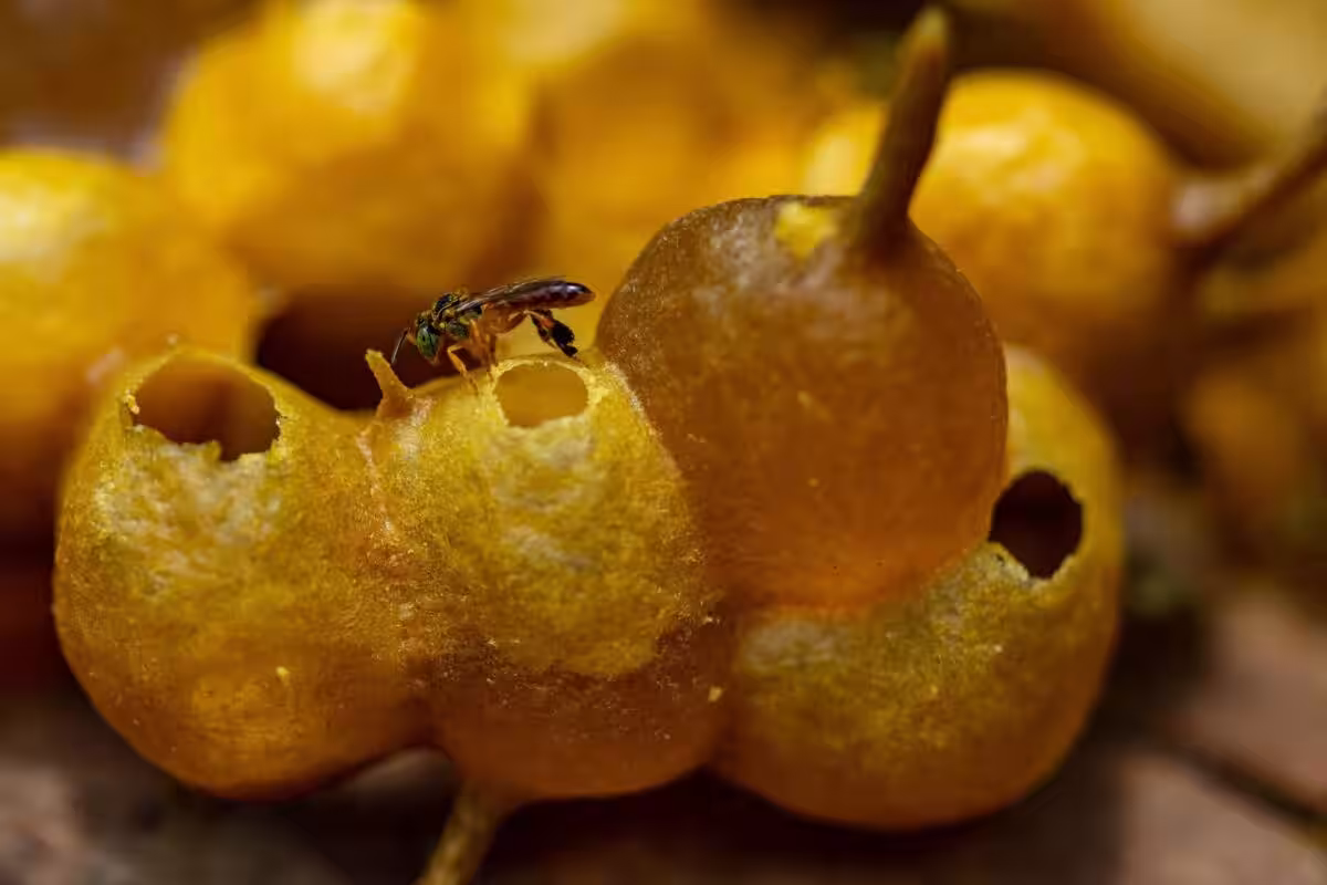 Stingless Bees Pollinate 80% Of Tropical Plants Including Cacao, Coffee, And Avocados