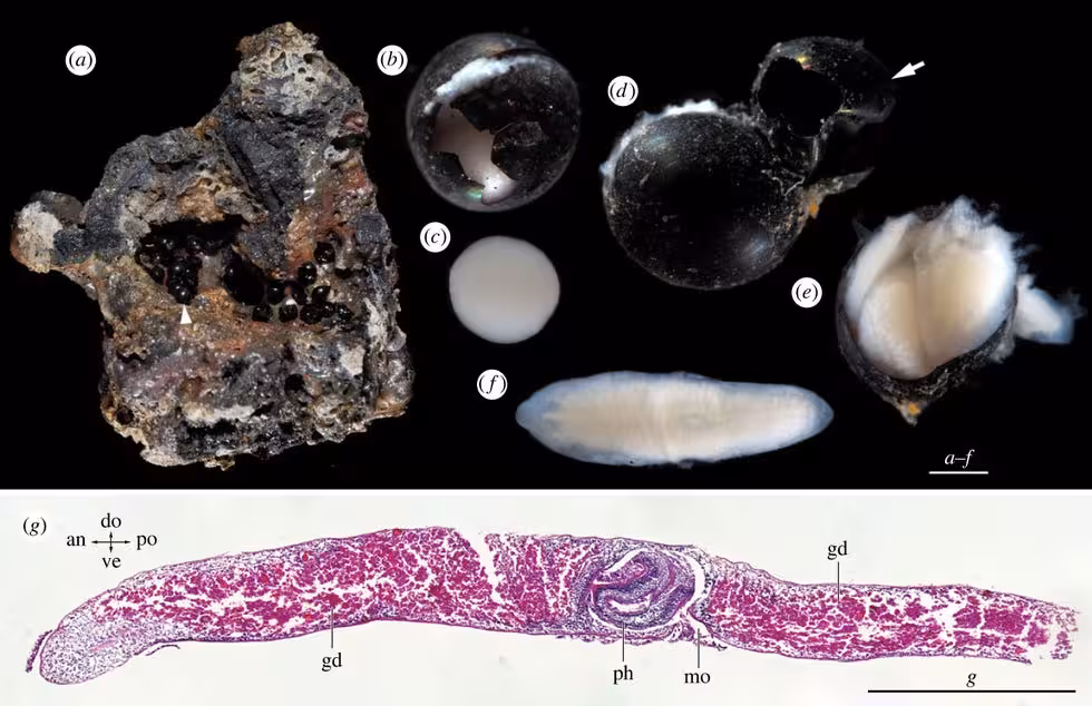 Above Are The Egg Capsules, Or Cocoons