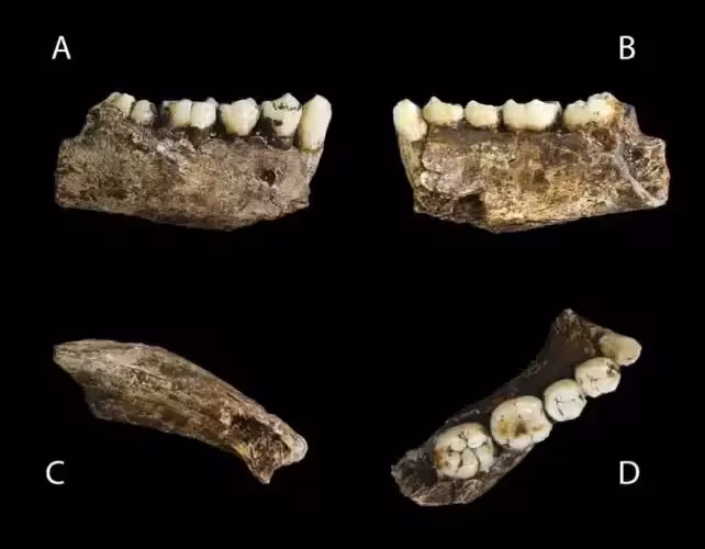 Homo Naledi Teeth