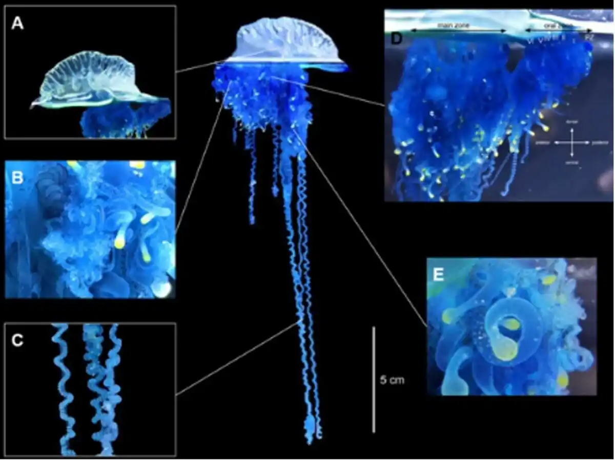 Anatomical Features Of Physalia Mikazuki