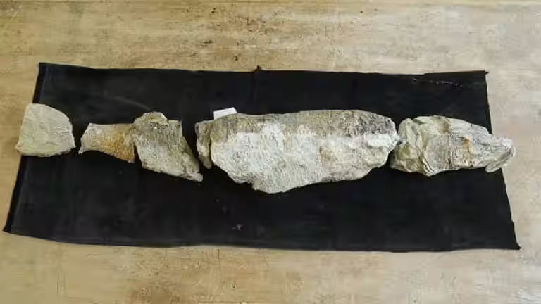 This Ancient Tarpon Fossil Was Discovered On Pitt Island By Dr. Richard Köhler.