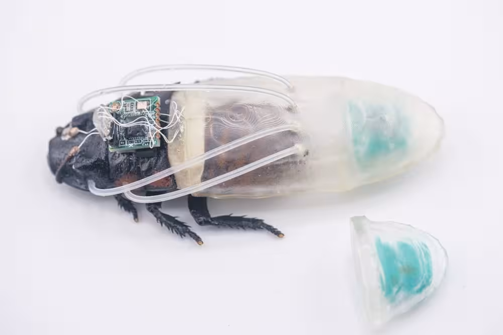 Researchers Equipped A Madagascar Hissing Cockroach With A 3d Printed Underwater Suit.