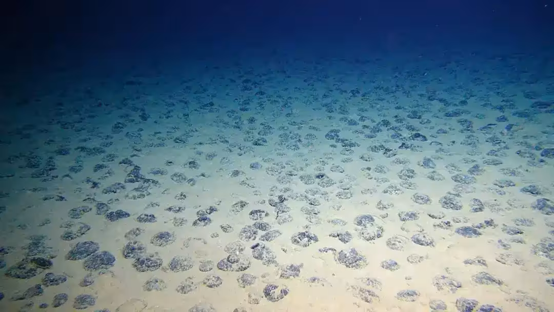 Metal Rich Nodules Covering The Ocean Floor In The Clarion Clipperton Zone.