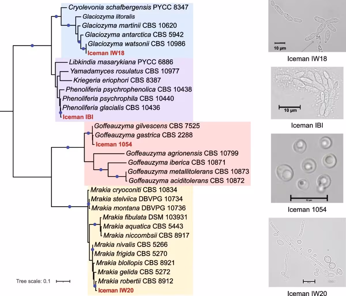 Phylogenetic Analysis And Microscope Images Of Cold Adapted Yeast Strains Isolated From Ötzi The Iceman.