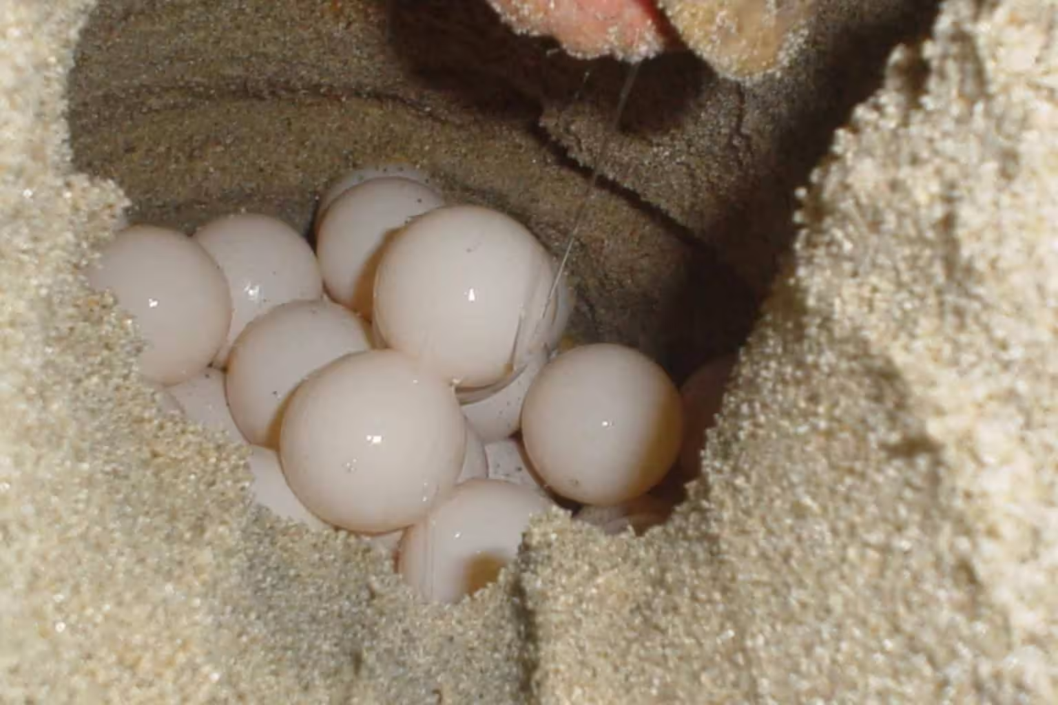 Turtle eggs stacked inside a sandy nest covered in clear mucous.