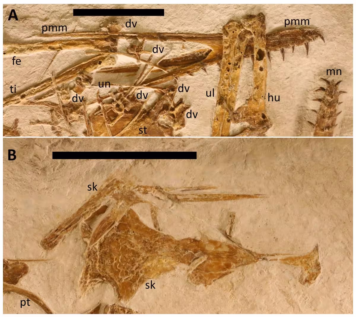 Key Parts Of The Skull Of Laueropterus Vitriolus.