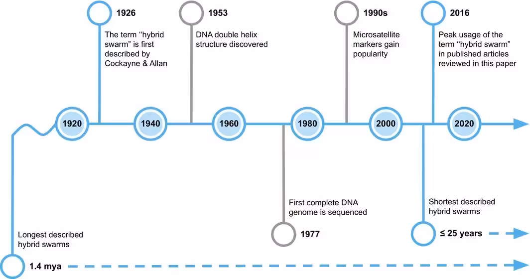 FIGURE 1: Timeline depicting usage of the term “hybrid swarm” (blue) and important historic events (gray) surrounding genomic research. Figure adapted from Martínez‐Pérez et al. (2022). mya, million years ago.