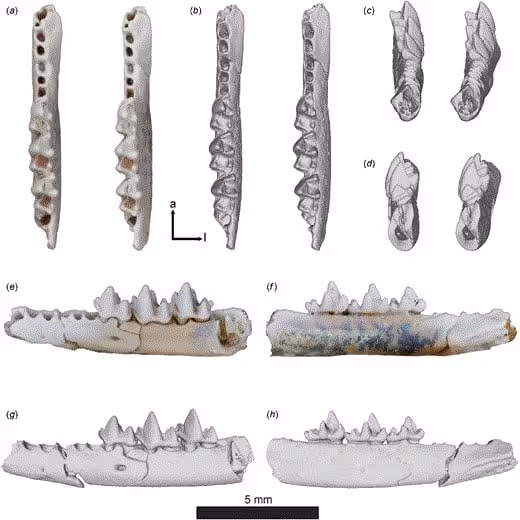 Fossil Remains Of Miyumba Chrisdickmani, Showing The Lower Jaw And Detailed Tooth Structures
