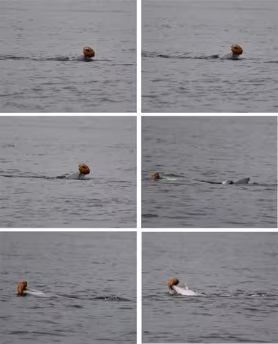 Photographic Sequence Capturing A Dolphin Performing “shelling,” A Behavior Where It Uses A Shell To Trap And Retrieve Prey.
