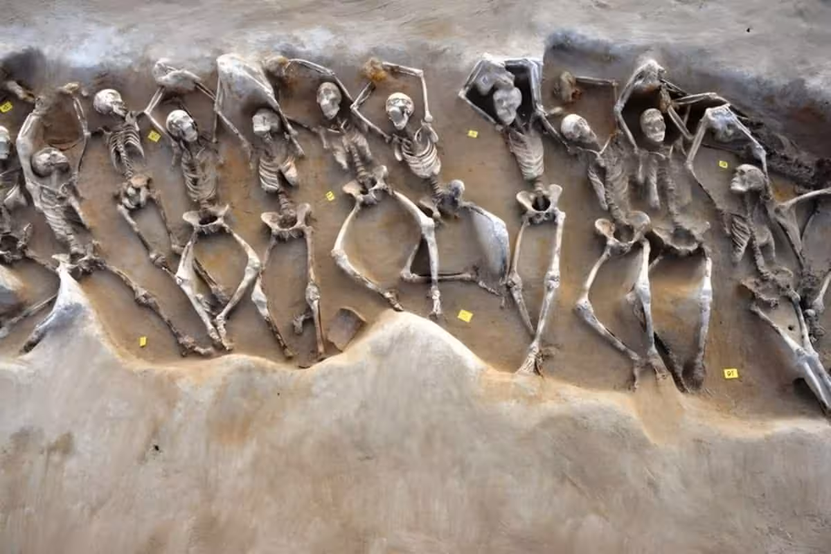 Multiple Human Skeletons Lying Side By Side In An Excavated Mass Grave.