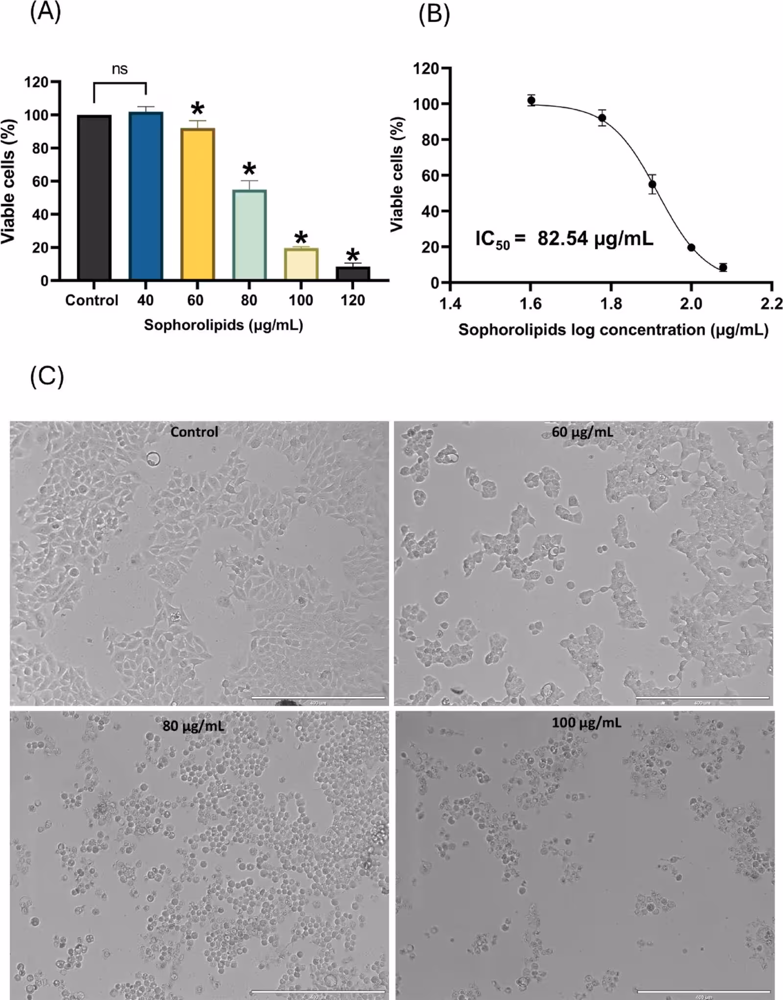 Fig. 1: Cytotoxic effect of sophorolipids on the mammary adenocarcinoma cell line (MCF-7). A Cell viability determined by the Resazurin assay after 24 h of exposure to various concentrations of sophorolipids (40–120 µg/mL), Doxorubicin was used as a positive control (see Supplementary Data). B Non-linear regression curve (dose-response) used to calculate the half-maximal inhibitory concentration IC50 and the IC25 and IC12.5 values. C Representative phase-contrast microscopy photomicrographs of MCF-7 cells after 24 h of treatment. The images highlight morphological alterations, including cell swelling, loss of morphology, reduced confluency, and cell detachment associated with cell death at higher concentrations. Scale bar 400 μm. Data are expressed as the mean ± standard deviation of three independent experimental replicates. Asterisks (*) indicate statistically significant differences compared to the control (p < 0.05) as determined by one-way Analysis of Variance (ANOVA) followed by Dunnett’