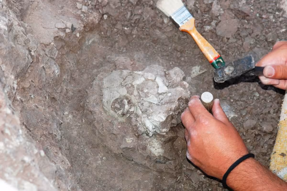 Excavation Of The Anadoluvius Turkae Fossil, A Significantly Well Preserved Partial Cranium Uncovered At The Çorakyerler Fossil Site In Türkiye In 2015