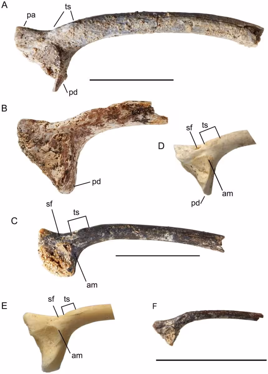 The Images Show The Shape And Main Features Of The Frog Fossils.