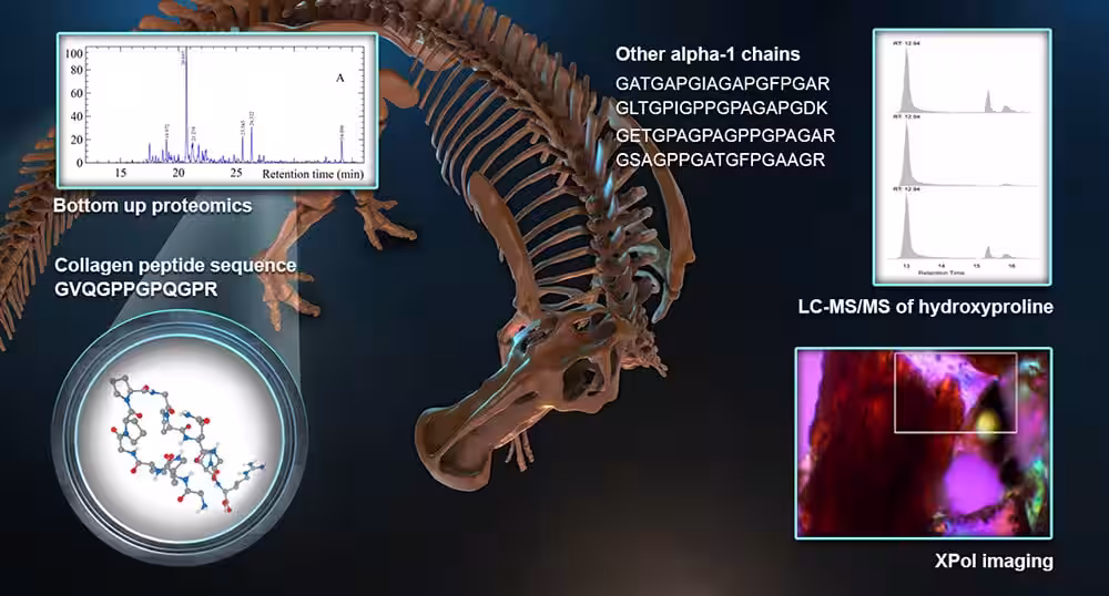Dinosaur Fossil Retains Molecular Evidence Of Collagen.