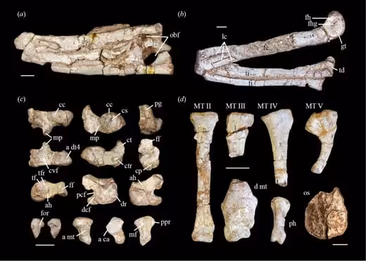 Detailed Views Of The Eosphorosuchus Lacrimosa Hindlimb.