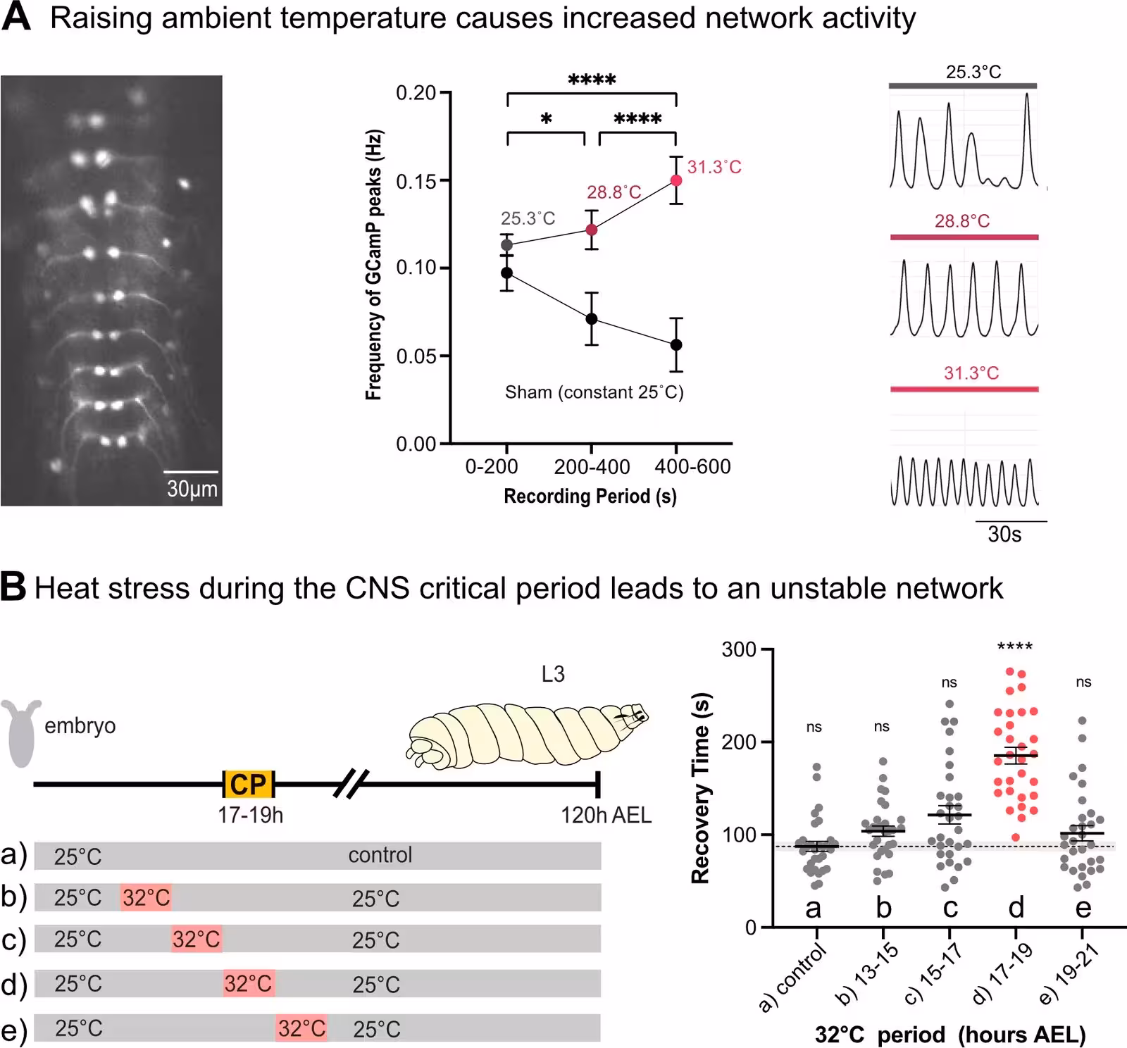 Figure 1: Transient heat stress during the critical period leads to an unstable network. (A) Acute increase of ambient temperature leads to increased network activity, as measured with the fluorescent calcium indicator GCaMP8f expressed in segmentally repeated aCC motoneurons in isolated central nervous systems; while constant 25 °C leads to reduced activity over time. Left: micrograph of an isolated ventral nerve cord with segmentally repeated aCC motoneurons expressing GCaMP8f. Centre: traces of GCaMP fluorescence peaks measured at different temperatures. Right: quantification of fluorescence peak frequency changes over time (control/sham - bottom trace, n=10 nerve cords) and in response to temperature increase (top trace, n=10 nerve cords). (B) Heat stress, when experienced during the embryonic critical period (CP) of locomotor network development, leads to reduced network stability. Left: Schematic representation of embryonic and larval development and the paradigm of temperature manipulatio