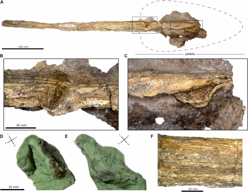 Photographs Of The Enchoteuthis Fossil Specimen Showing The Preserved Gladius And The Two Damaged Areas Interpreted As Possible Bite Marks From A Predator Attack.
