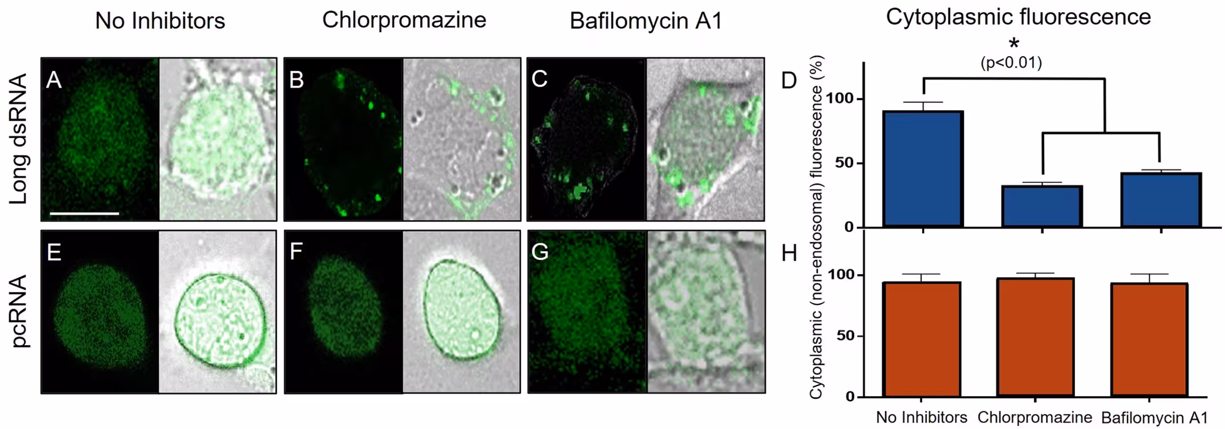 Fig 2: Cellular localization of fluorescein‑labelled long dsRNA and pcRNA in Aedes aegypti (CCL125) cells with and without using chemical inhibitors of clathrin-mediated endocytosis. Chemical inhibition of CME reduces uptake of exogenous long dsRNA, but not pcRNA, in Aedes aegypti (CCL125) cells. Confocal microscopy images show the intracellular localization of fluorescein-labelled long dsRNA (A-C) and pcRNA (E-G) under three conditions: (A, E) untreated controls; (B, F) chlorpromazine; and (C, G) bafilomycin A1. For each treatment, the left image in each panel shows the fluorescein channel alone, while the right image shows the merged fluorescein and brightfield channels. Images were acquired on a Zeiss LSM 700 confocal microscope with an Imager M2. Scale bar = 10 µm. (D and H) The percentage of total fluorescence is attributable to cytoplasmic signal, excluding the punctate endosomal aggregates. The values represent the means and SEM for 6 images, and the asterisk indicates significantly di