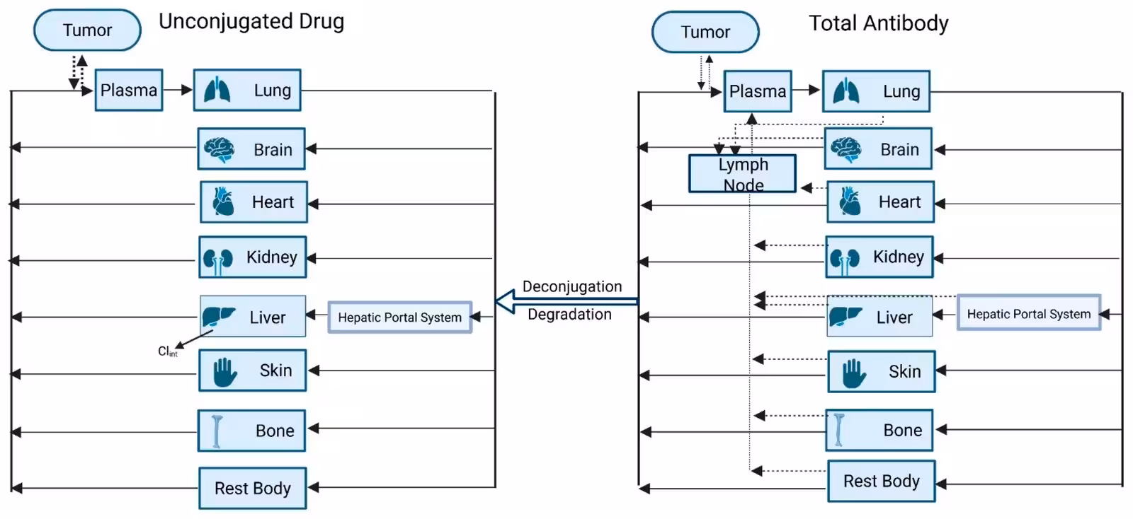 Figure 3: Generic representation of whole-body (organ level) PBPK model structure for the disposition of ADC analytes, showing the dual-model architecture used to describe (left) the unconjugated small-molecule payload and (right) the total antibody component. The two sub-models are mechanistically linked through deconjugation and degradation processes, representing tissue-level release of unconjugated payload from the antibody–drug conjugate. Solid arrows denote plasma/blood flow; dashed arrows denote lymphatic flow, present only in the total antibody model via an additional lymph node compartment accounting for convective lymphatic return of the antibody to systemic circulation. Model structure adapted from the whole-body PBPK framework described by Chang and Shah [51].