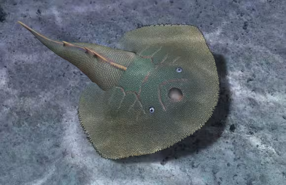 Artistic Reconstruction Of Asioaspis Brachyotus.