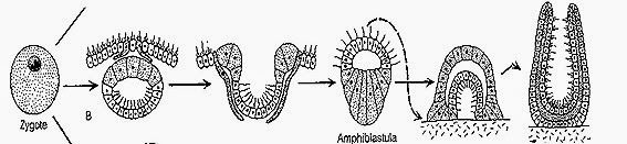 Amphiblastula larva sponge reproduction thumb9