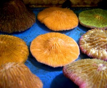 Coral fungia