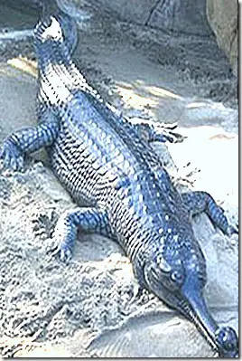 Crocodilia Gavialis thumb18