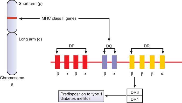 Figure 1191.2 HLA linked genetic predisposition to type 1 diabetes mellitus