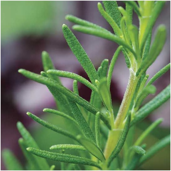 Figure 1307.4 Rosemary Prevents Pimples And Acne Scars
