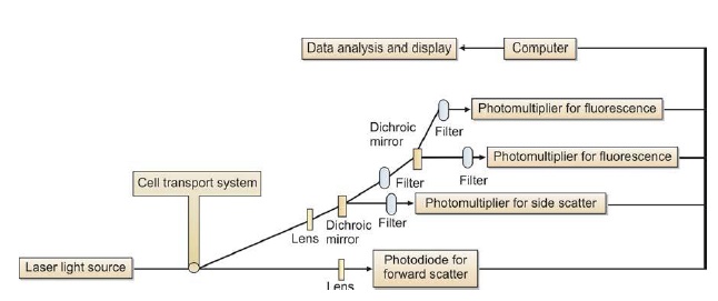 Figure 806.1 Principle of working of a flow cytometer