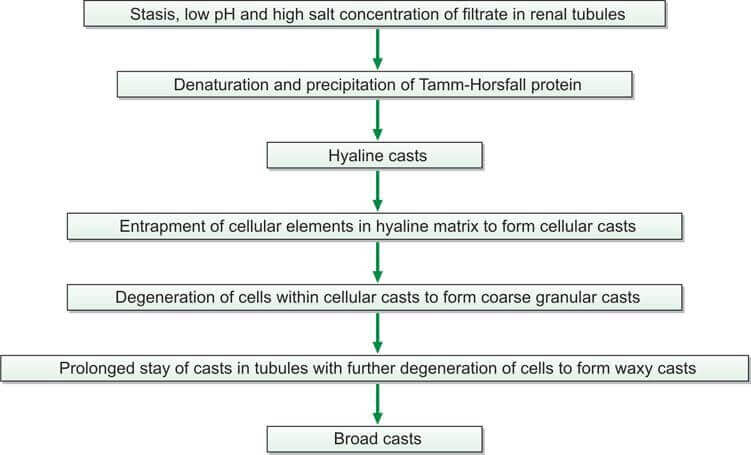 Genesis of casts in urine