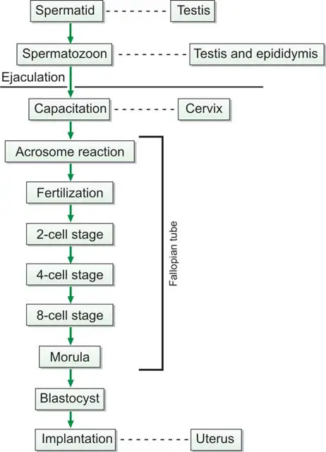 Figure 861.2 Steps before and after fertilization of ovum