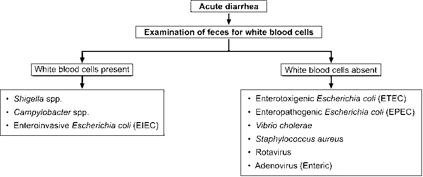 Preliminary evaluation of acute diarrhea
