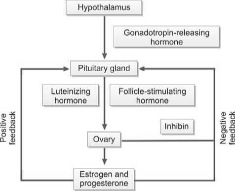 The hypothalamus pituitary ovarian axis